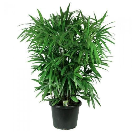 rhapis-palm-plant-rent-srilanka